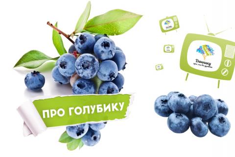 Посадка и уход за лилиями